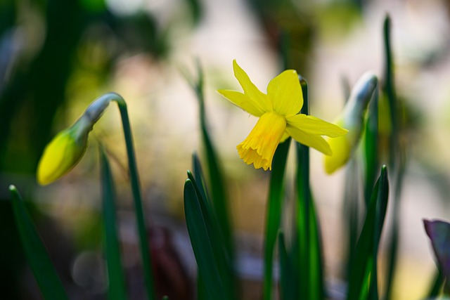 Free Easter Bell Daffodil photo and picture