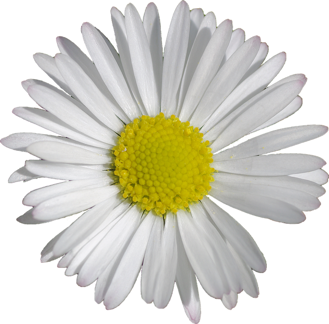 Ganseblumchen Blute Kostenloses Foto Auf Pixabay