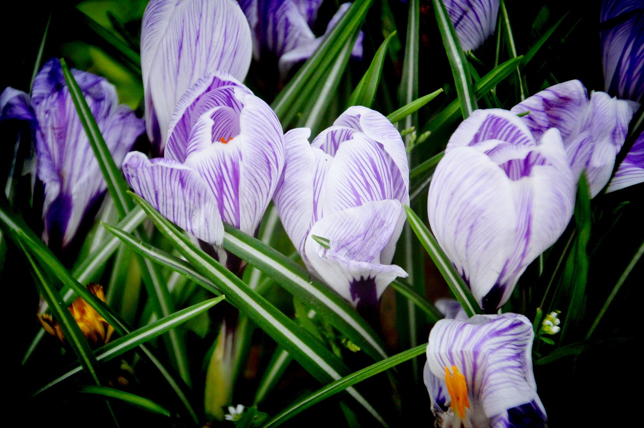 Crocus Flower Spring Free photo on Pixabay Pixabay