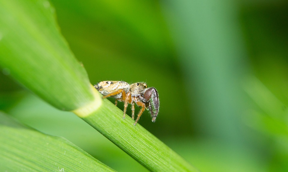 Macro Insecto Araña - Foto gratis en Pixabay - Pixabay