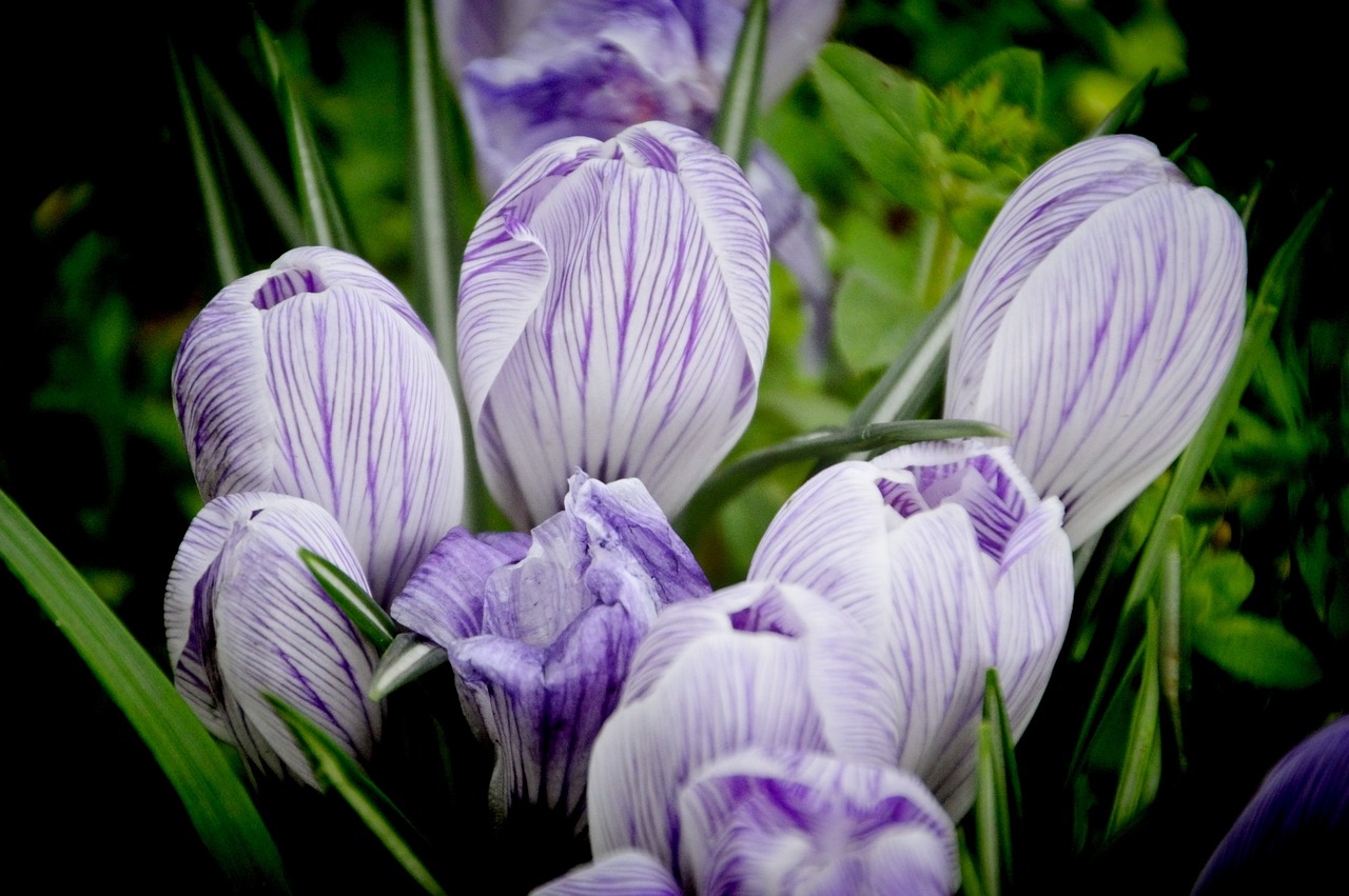 Crocus - free online jigsaw puzzle photo