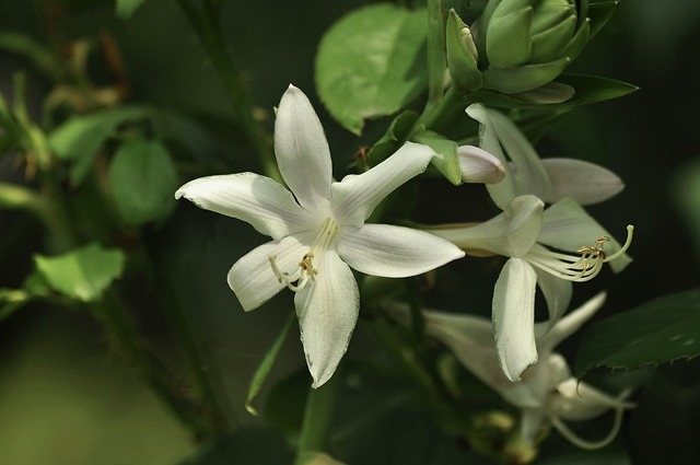 Free Flower Flower Background photo and picture