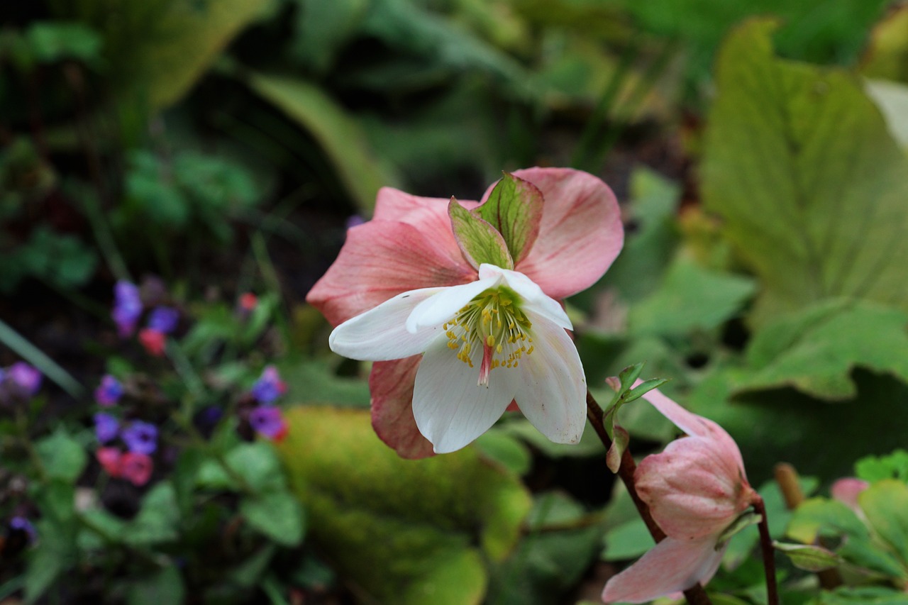 Helleborus Flor Plantar Rosa De - Foto gratuita no Pixabay - Pixabay