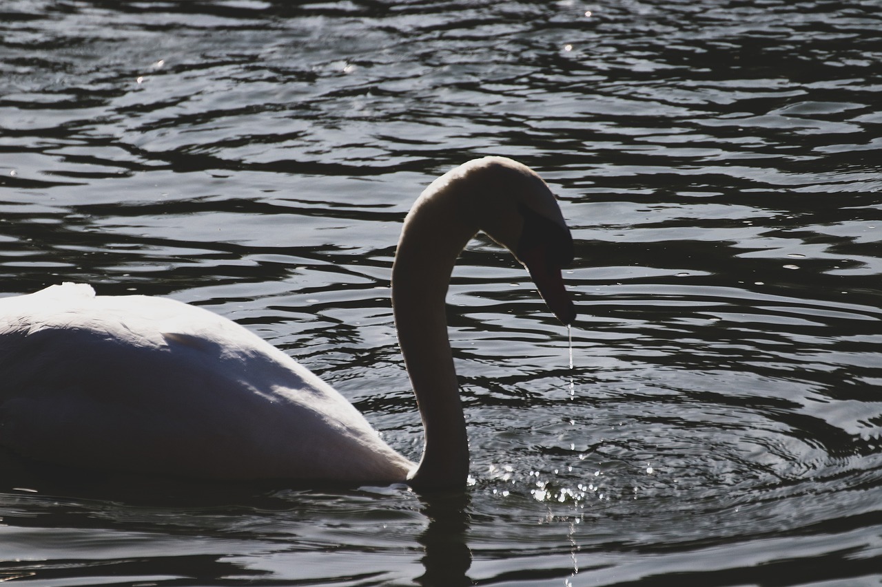 Cygne L'Eau Magnifique - Photo gratuite sur Pixabay - Pixabay