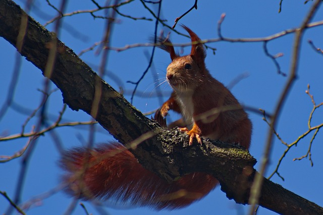 Das Eichhörnchen, Natur, Ruda, Tiere
