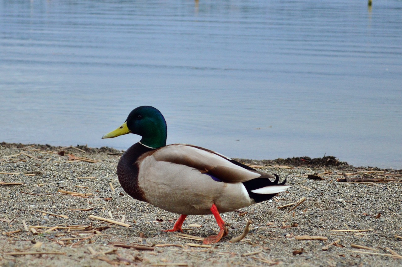 Duck - free online jigsaw puzzle photo