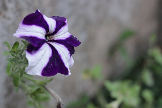 Free Flower Purple photo and picture