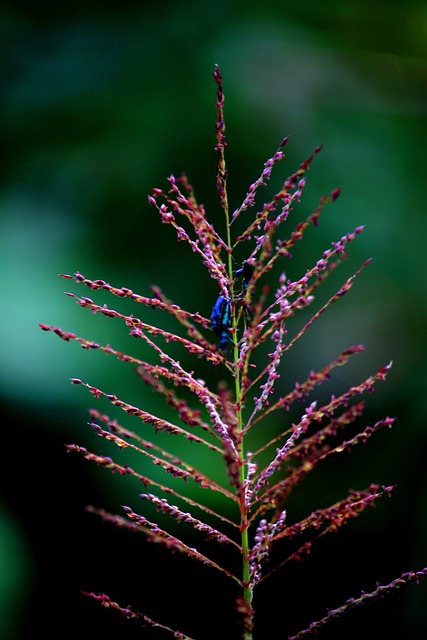 Free Weed Insect photo and picture