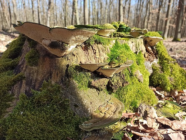 Stumpf, Wald, Moos, Holz, Baum, Pilz