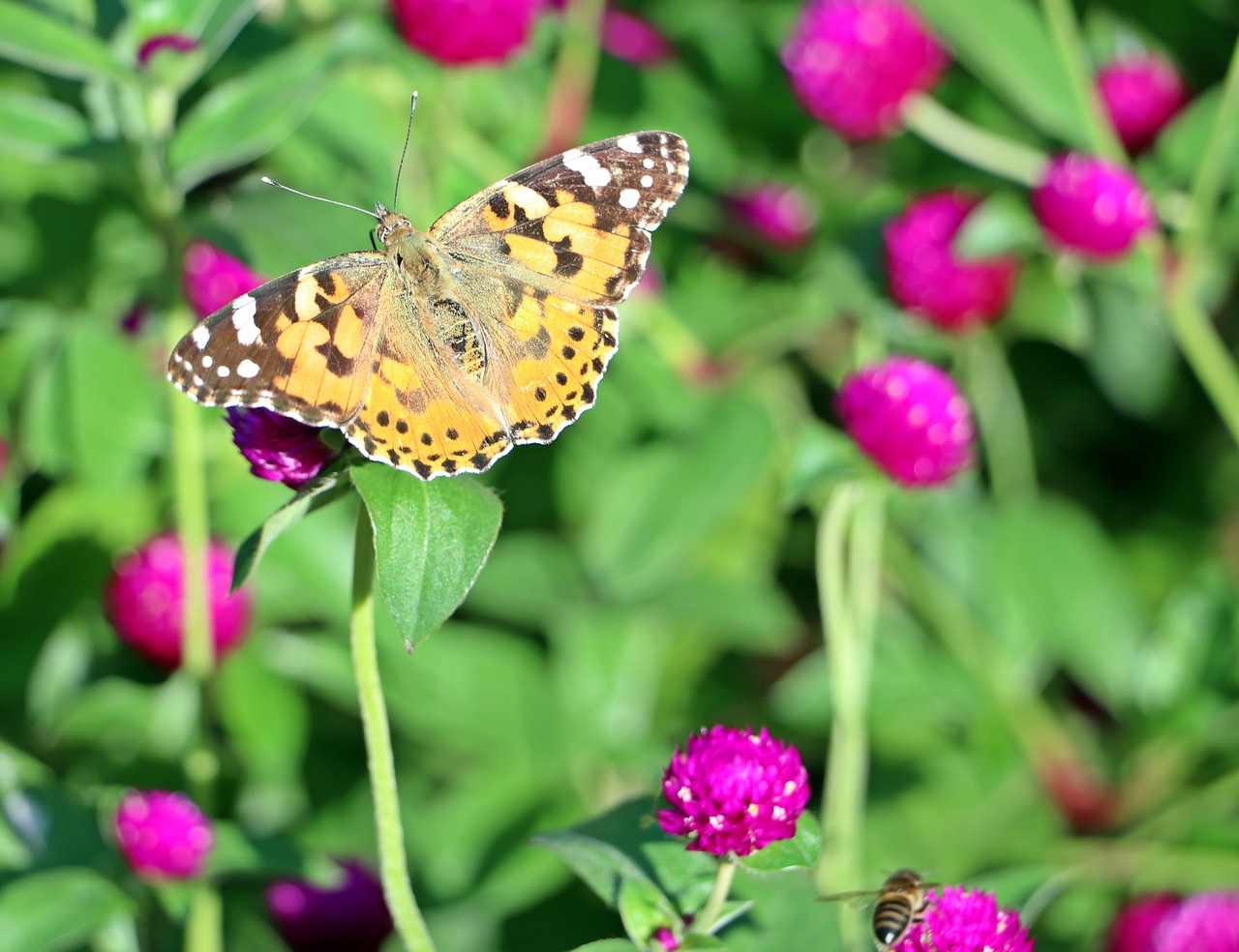 Butterfly Flowers Grass Free photo on Pixabay Pixabay