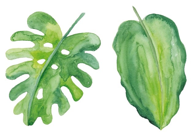 Free leaves green watercolor illustration