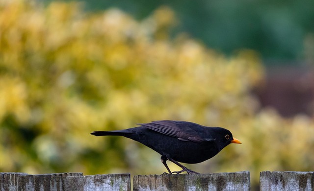 Free Male Uk Blackbird Male Blackbird photo and picture