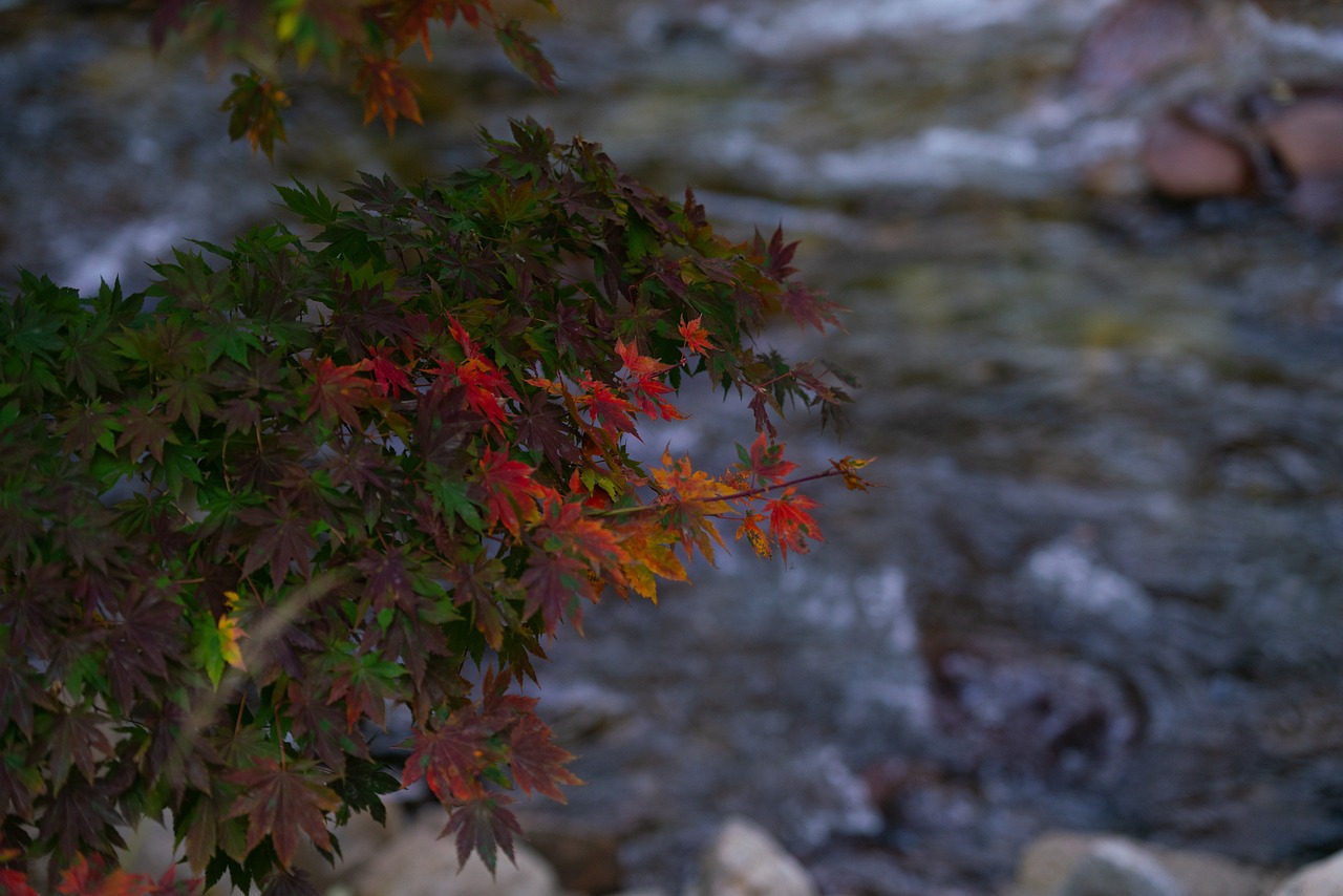 Autumn - free online jigsaw puzzle photo