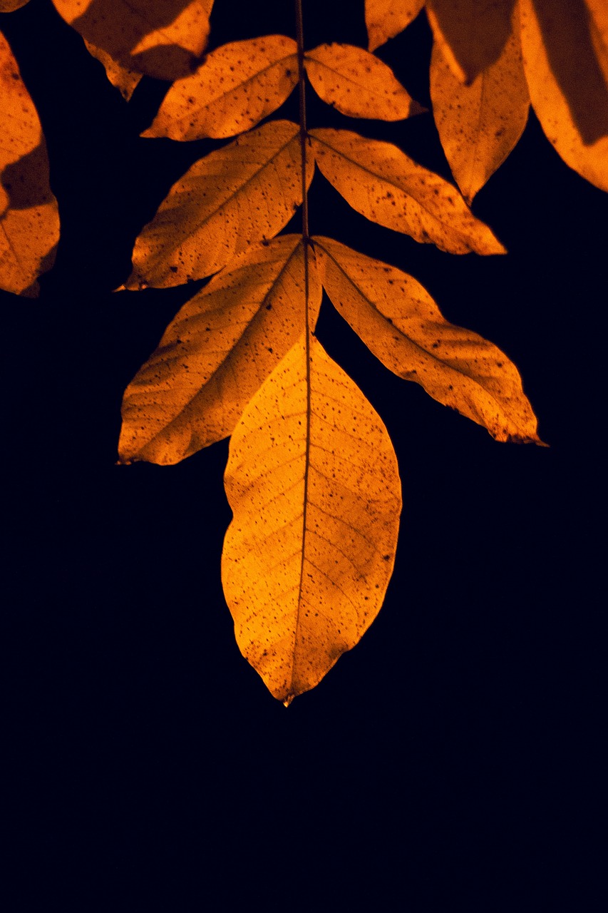  Pixabay Pixabay
