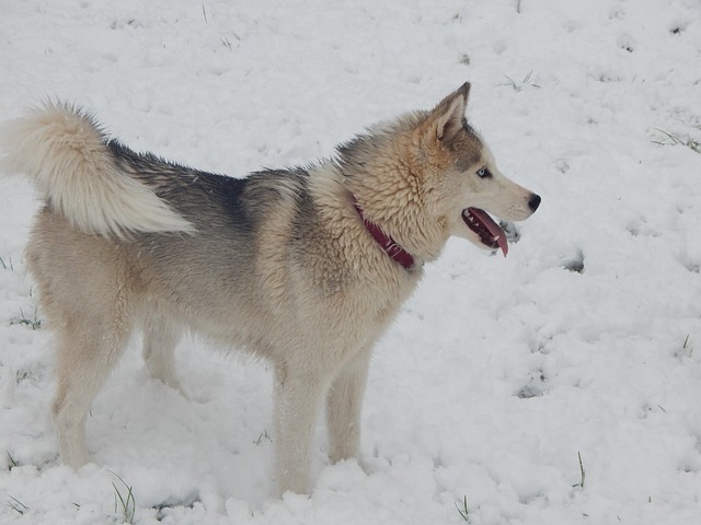 Rauque Rauque Siberian Chien - Photo gratuite sur Pixabay - Pixabay