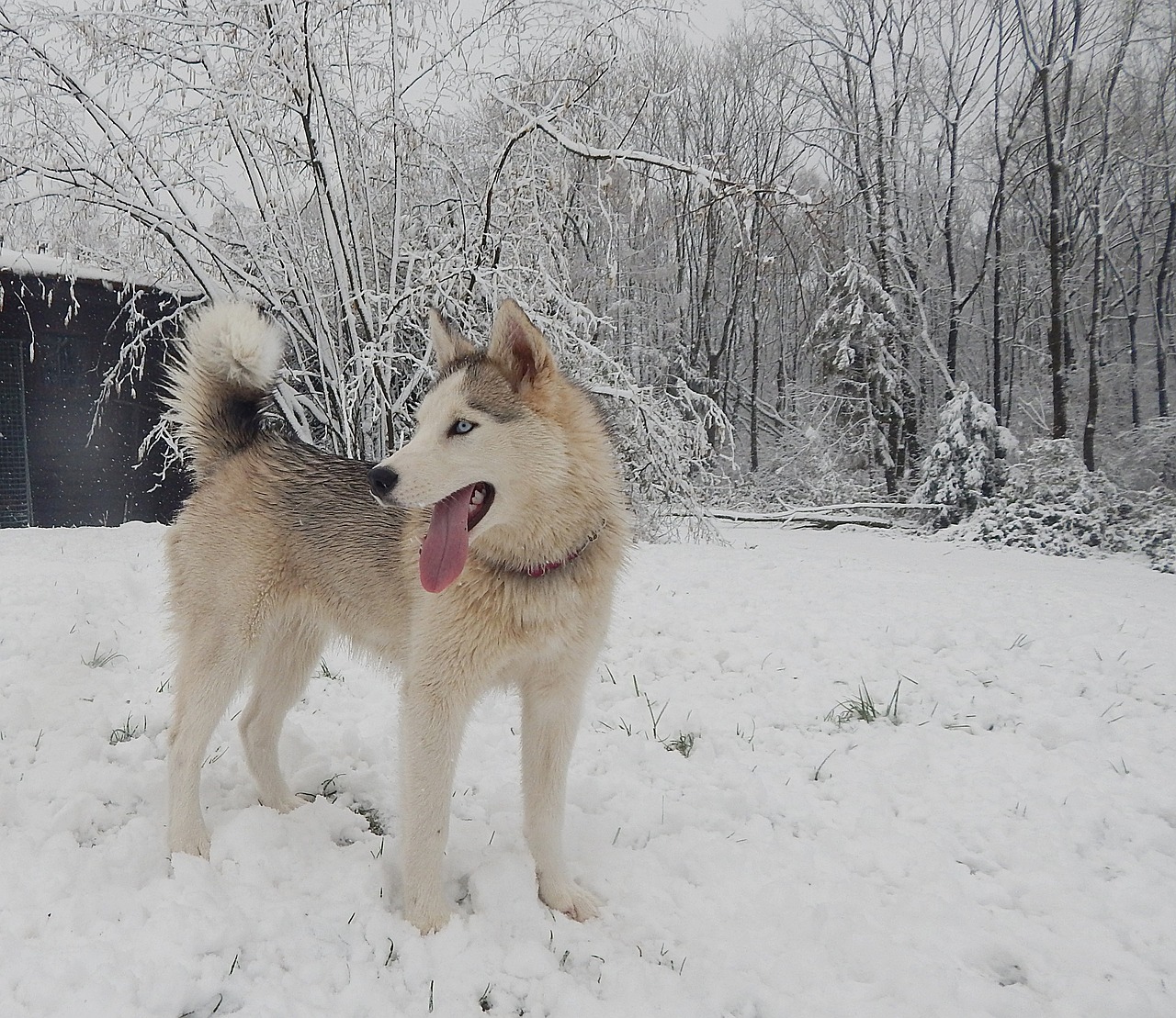 Dog - free online jigsaw puzzle photo
