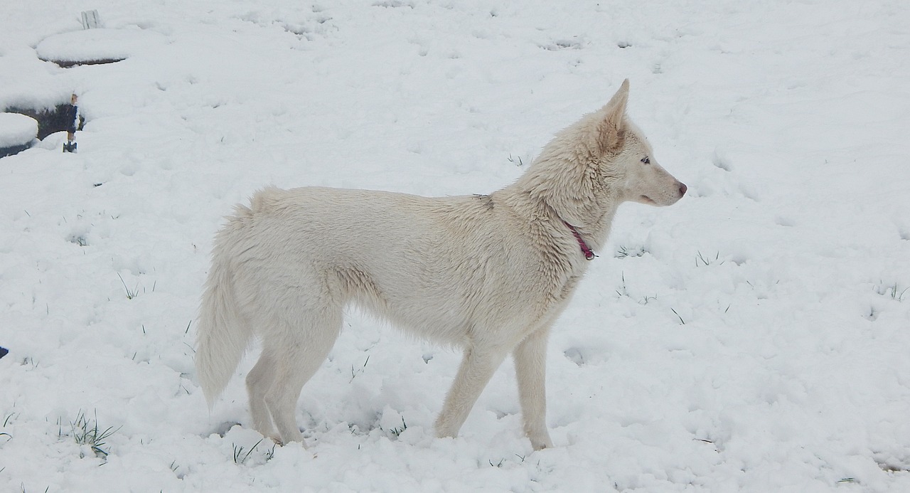 Husky - free online jigsaw puzzle photo