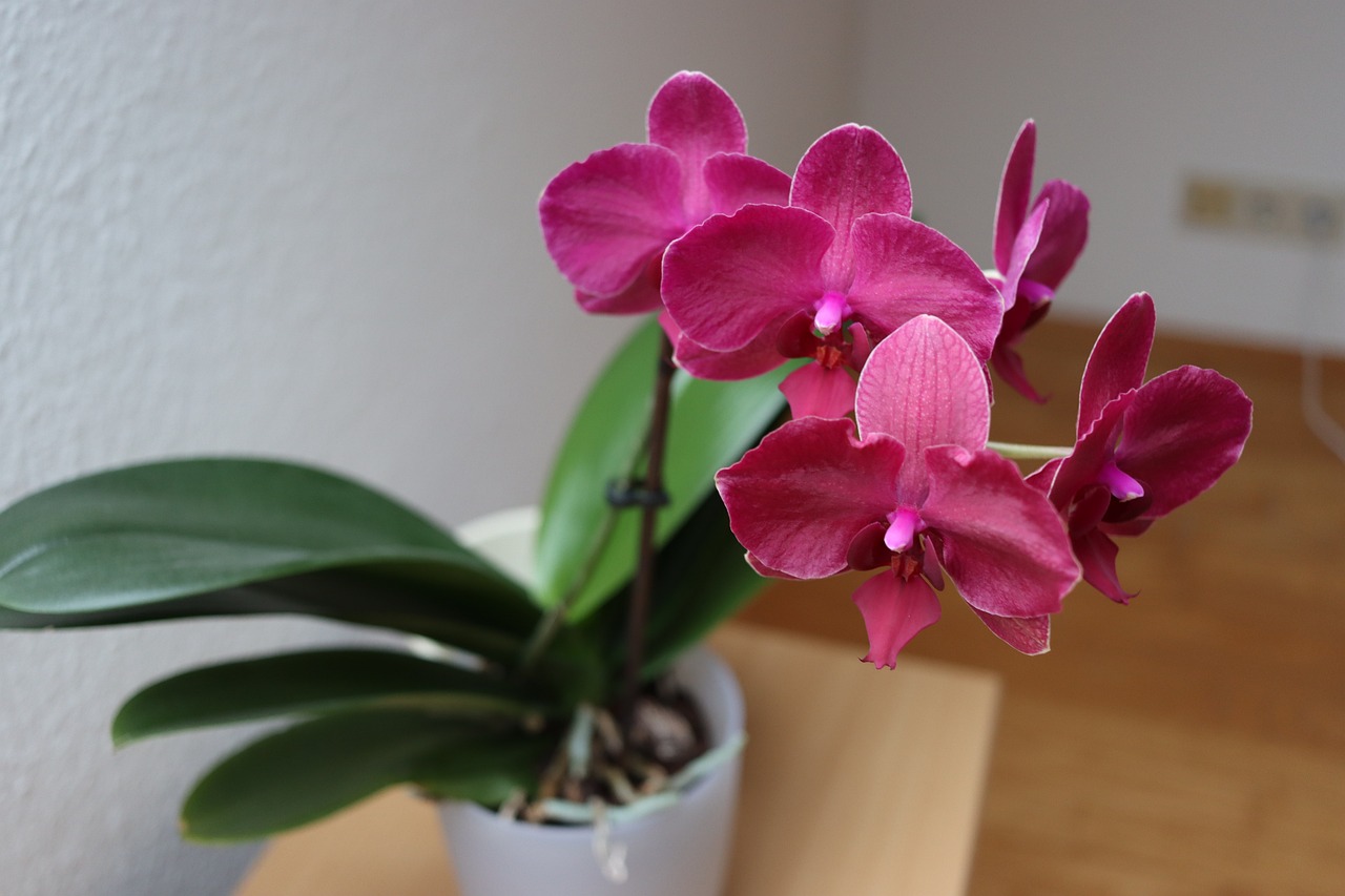Orchid In The House - free online jigsaw puzzle photo