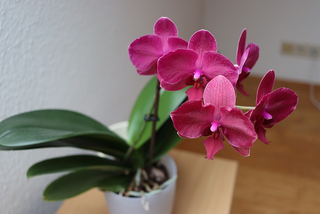 orchid in the house, orchid flower, orchid, pink orchid, home