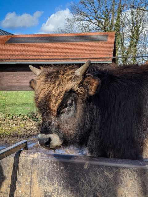 Kuh, Langhaar, Stier, Arbeitstier, Wild