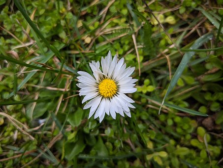Gänseblümchen, Floraler Hintergrund