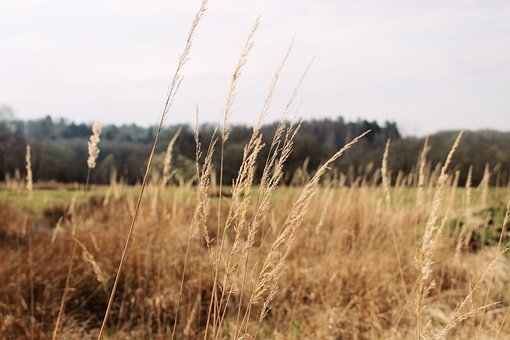 Landschaft, Getreide, Pflanze, Weizen