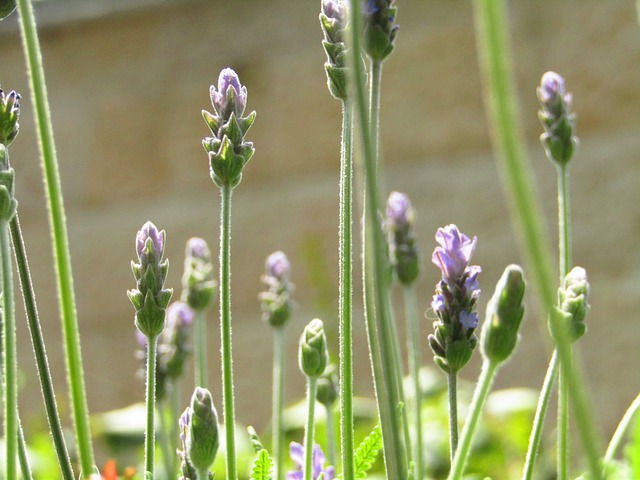 Free Nature Green photo and picture