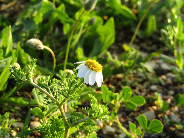 Free Flowers Nature photo and picture