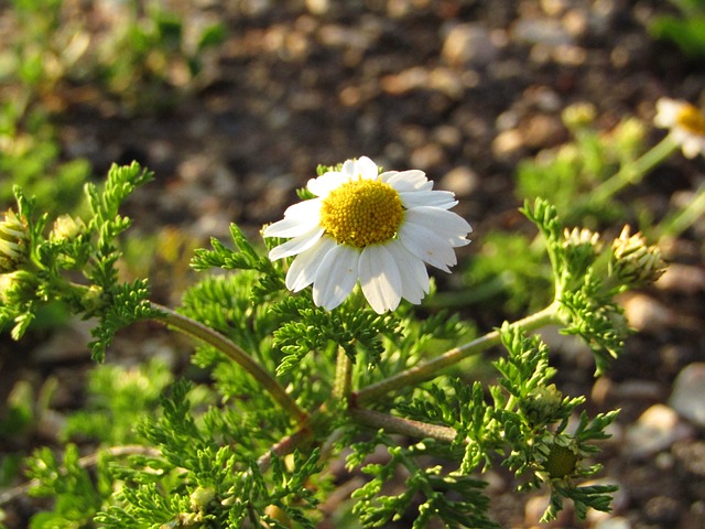 Free Flowers Nature photo and picture