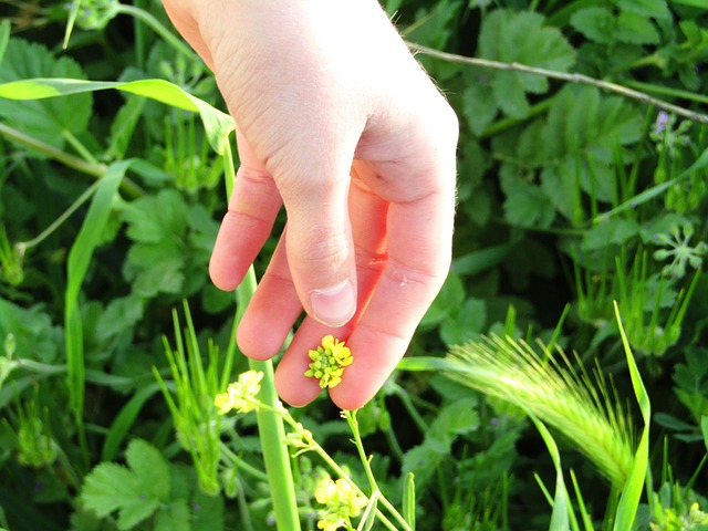 Free Flowers Nature photo and picture