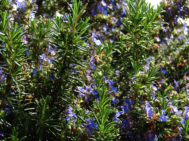 Free Bee Leaves photo and picture