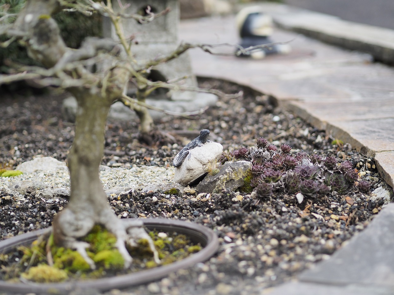 Bonsai Echse Garten Kostenloses Foto auf Pixabay Pixabay