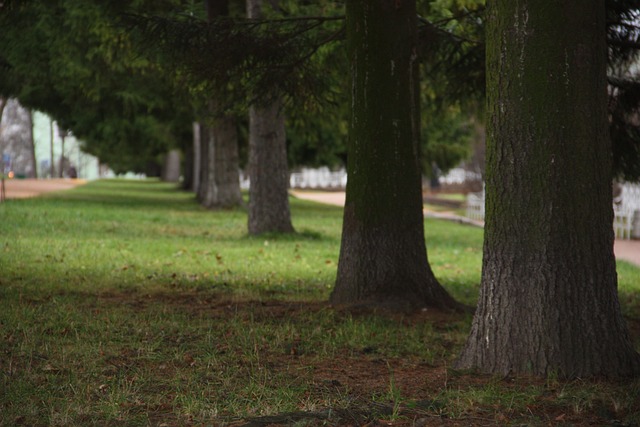 Free Tree Green photo and picture