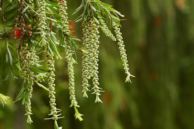 Free Callistemon Citrinus Willow Flower photo and picture