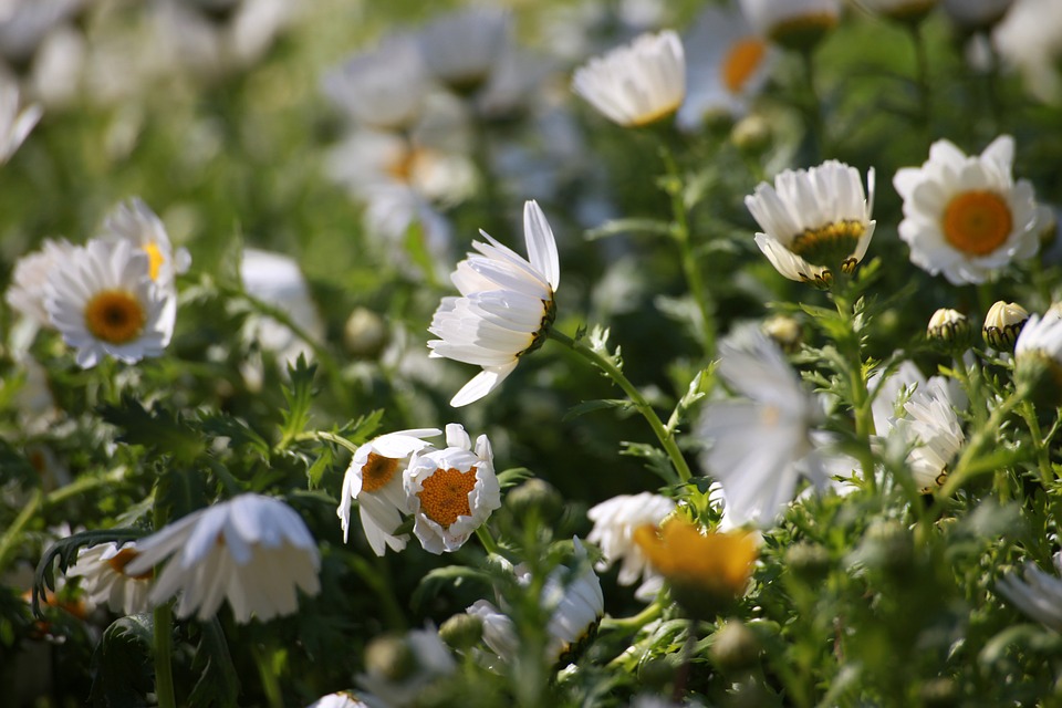 春の花 花 白い Pixabayの無料写真