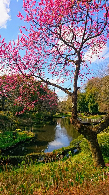Free Spring Peach Blossom photo and picture