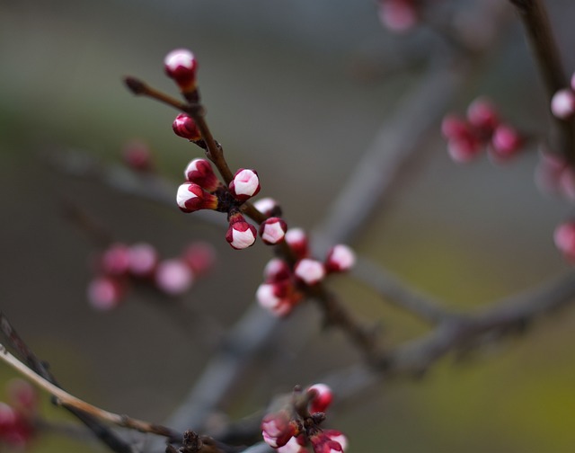 Forår, Blomster, Marts, Natur, Skønhed