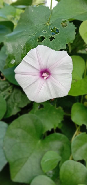 Blumen, Rose, Weiße Blumen, Grüne Gras