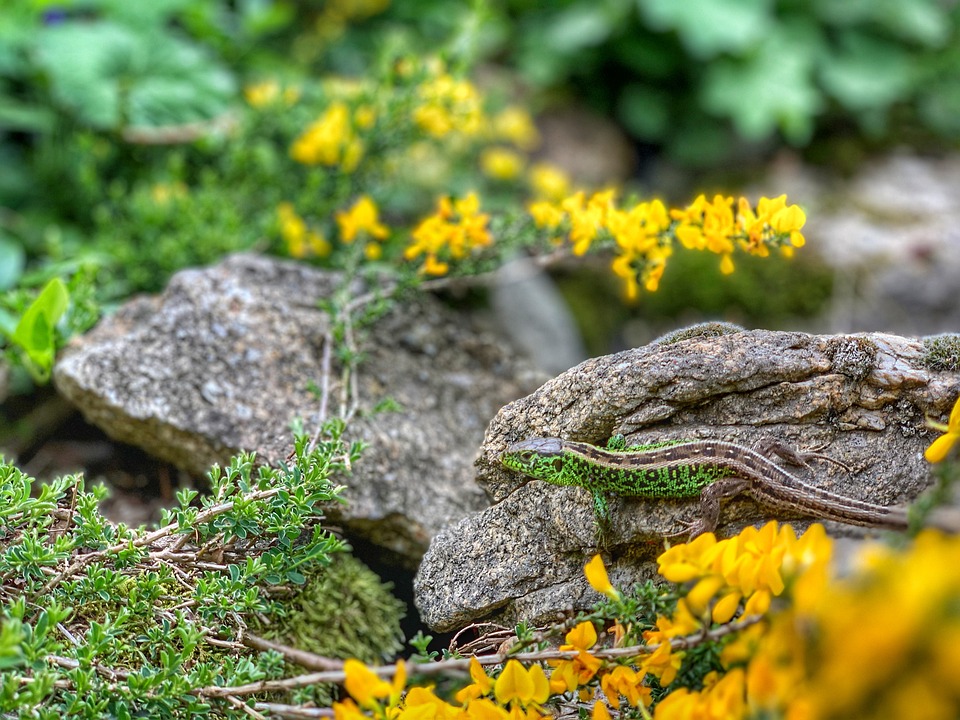 Lizard Stone Lizard Stones Reptile - Free photo on Pixabay