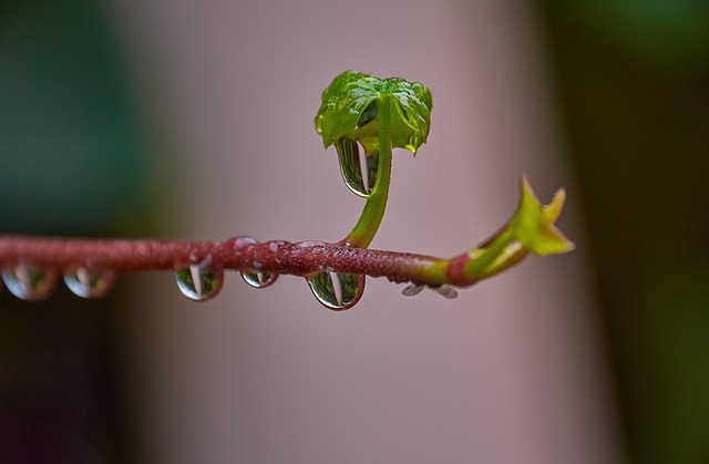 Free Rain Sheets photo and picture