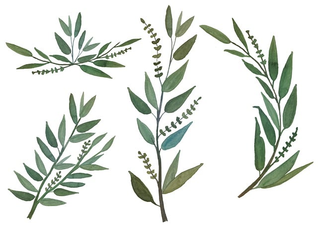 Free watercolor leaves frond illustration