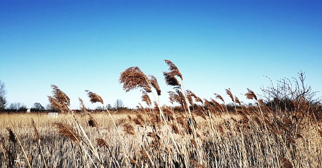 Stock, Gras, Figur, Pflanzen, Himmel