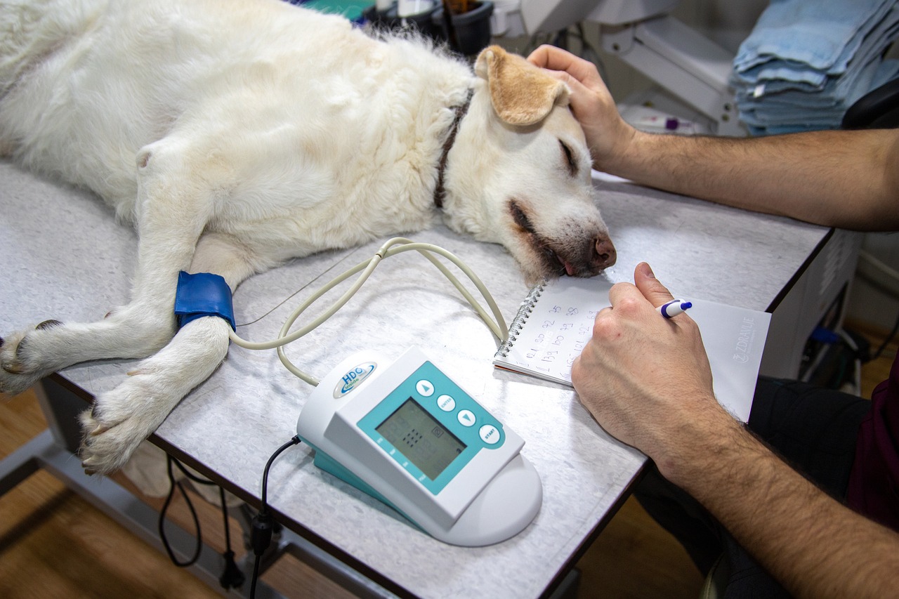 Veterinarian measuring a pet's blood pressure using a cuff and monitoring equipment.