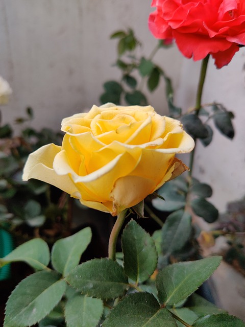Free Yellow Rose Bloom photo and picture