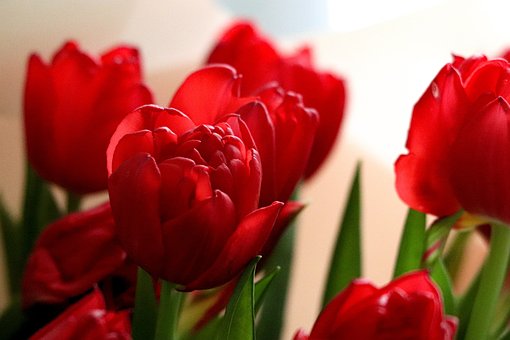 Flor, Rosas, Fondo De La Flor