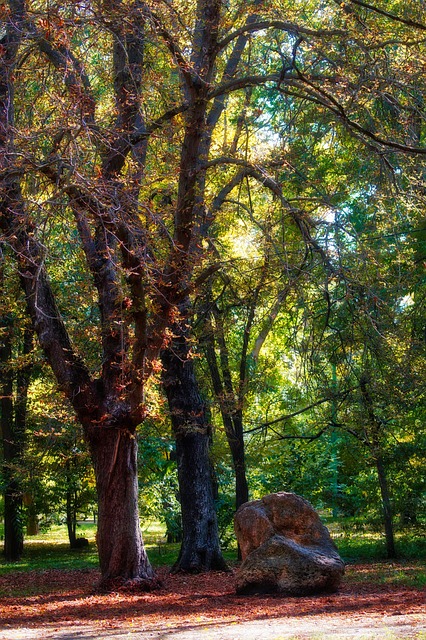 Free The Park Tree photo and picture
