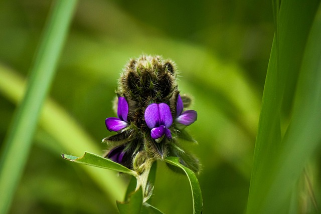 Free Nature Flower photo and picture
