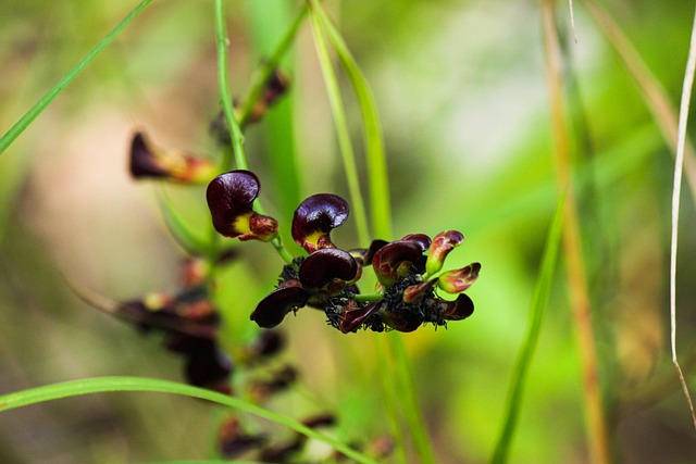 Free Flora Flower photo and picture