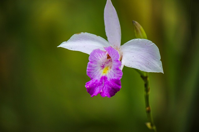 Free Orchid Flower photo and picture