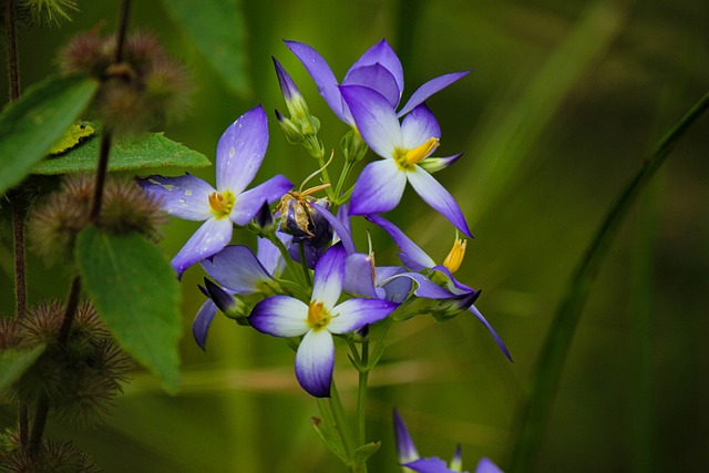 Free Purple Flower Flora photo and picture